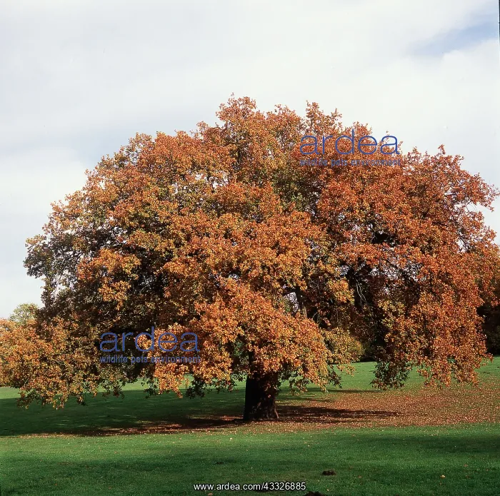 : ENGLISH OAK : ENGLISH OAK