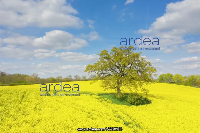 : English Oak : English Oak