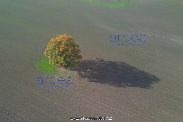 : English Oak : English Oak