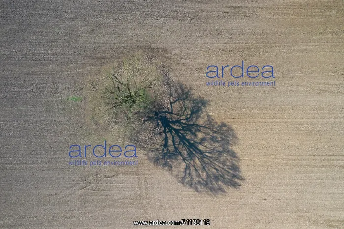 : English Oak : English Oak