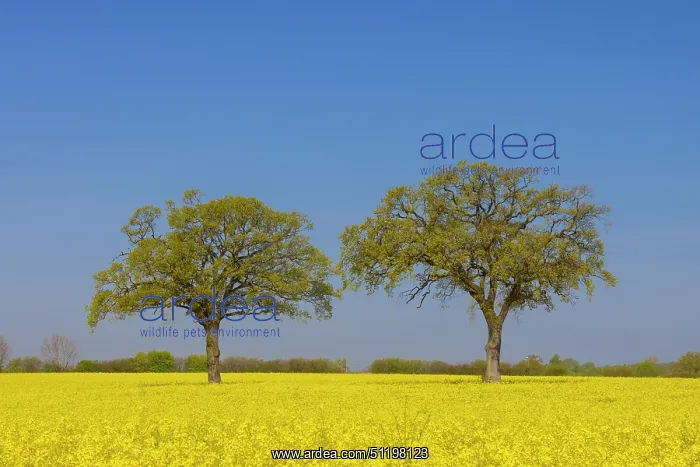 : English Oak : English Oak