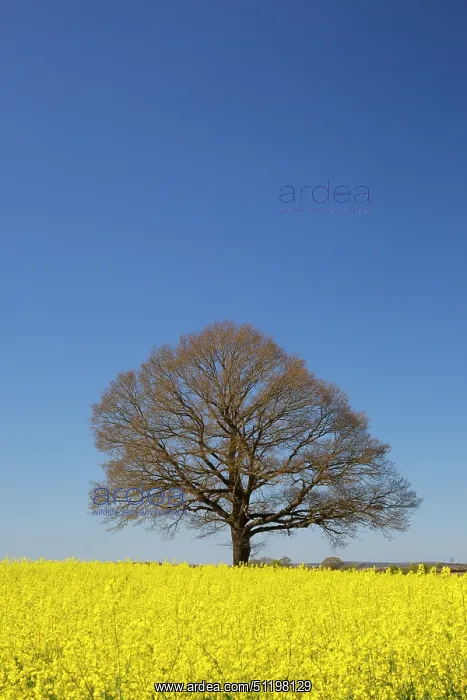 : English Oak : English Oak