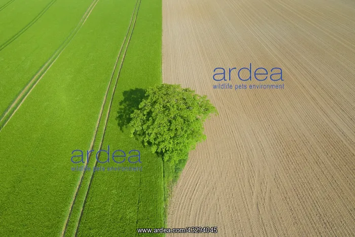 : English Oak, Common Oak - single tree - Germany : English Oak, Common Oak - single tree - Germany