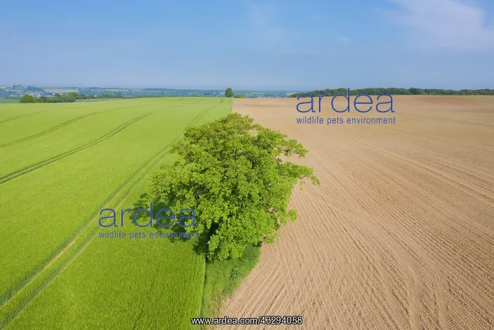 : English Oak, Common Oak - single tree - Germany : English Oak, Common Oak - single tree - Germany