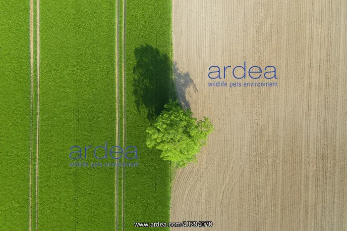 : English Oak, Common Oak - single tree - Germany : English Oak, Common Oak - single tree - Germany