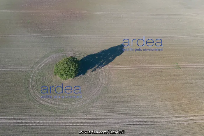 : English Oak, Common Oak - single tree - Germany : English Oak, Common Oak - single tree - Germany