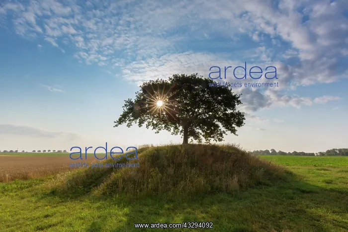 : English Oak, Common Oak -, single tree - Germany : English Oak, Common Oak -, single tree - Germany