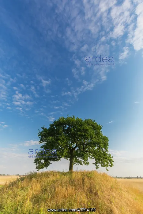 : English Oak, Common Oak -, single tree - Germany : English Oak, Common Oak -, single tree - Germany