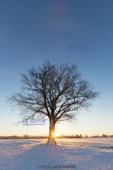: English Oak English / Pendulate Oak solitary tree in win : English Oak English / Pendulate Oak solitary tree in win