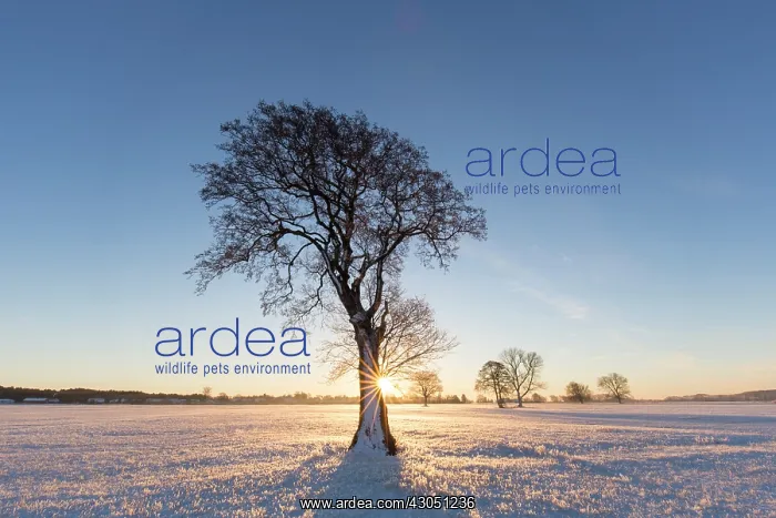 : English Oak English / Pendulate Oak solitary tree in win : English Oak English / Pendulate Oak solitary tree in win