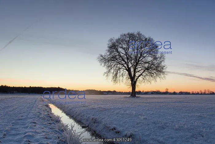 : English Oak English / Pendulate Oak solitary tree in win : English Oak English / Pendulate Oak solitary tree in win