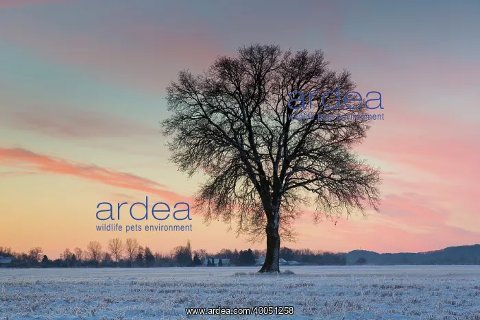 : English Oak English  /  Pendulate Oak solitary tree in win