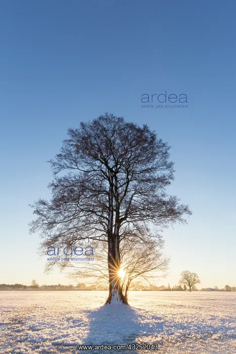 : English Oak English / Pendulate Oak solitary tree in win : English Oak English / Pendulate Oak solitary tree in win