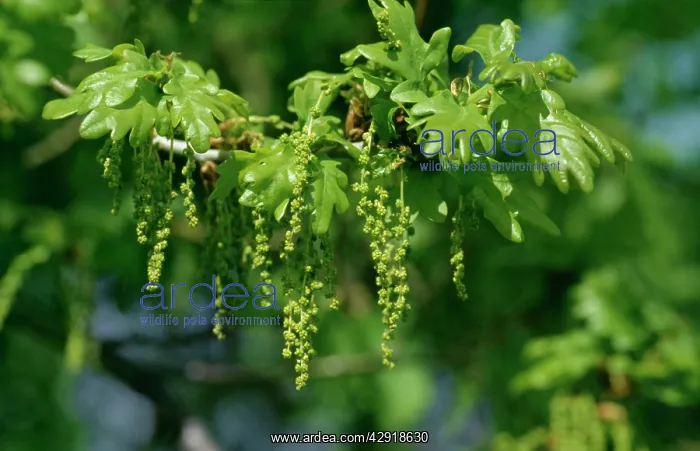 : ENGLISH OAK - in flower, May : ENGLISH OAK - in flower, May