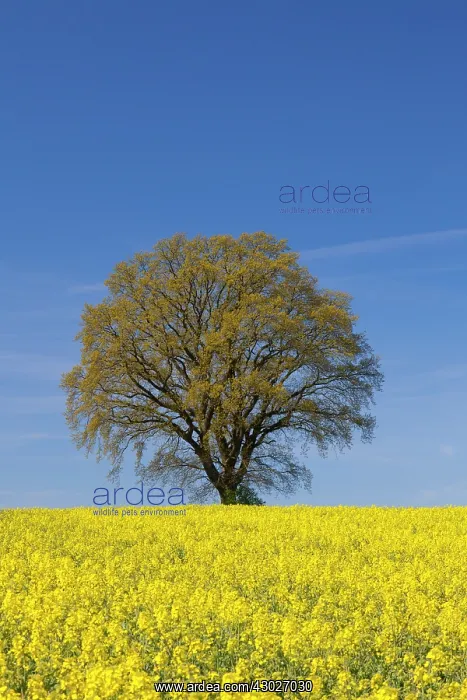 : English Oak in flowering rape field Mecklenburg : English Oak in flowering rape field Mecklenburg