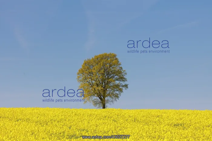 : English Oak in flowering rape field Mecklenburg : English Oak in flowering rape field Mecklenburg
