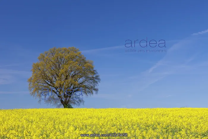 : English Oak in flowering rape field Mecklenburg : English Oak in flowering rape field Mecklenburg