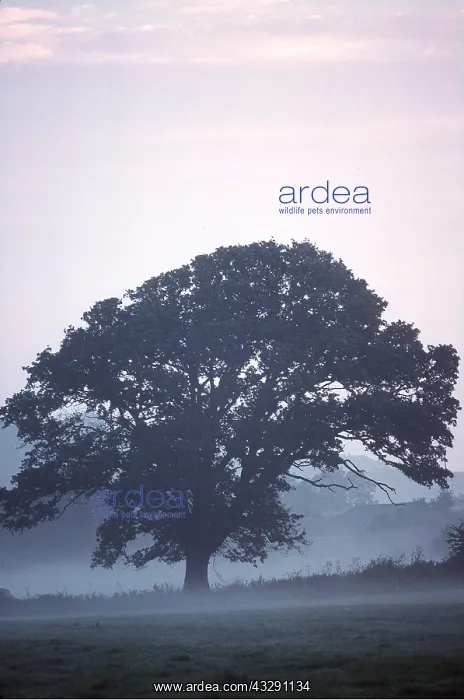 : ENGLISH OAK - In mist : ENGLISH OAK - In mist