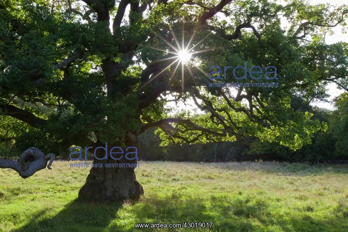  : English Oak  /  Pendulate Oak old tree