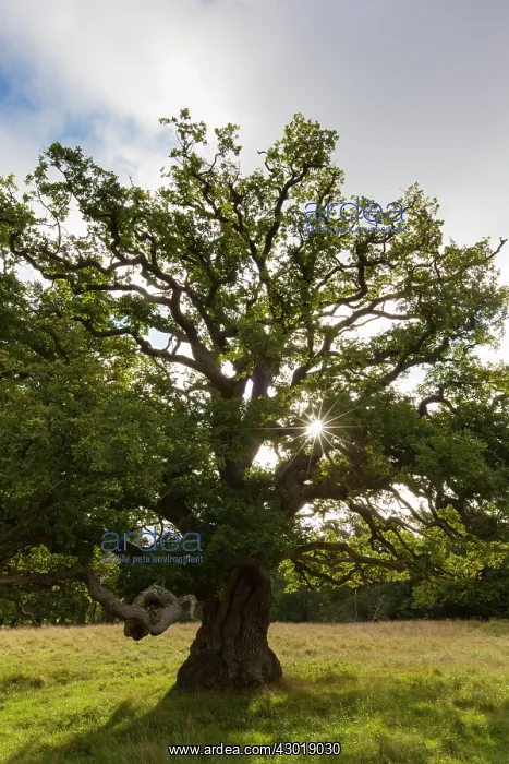  : English Oak  /  Pendulate Oak old tree