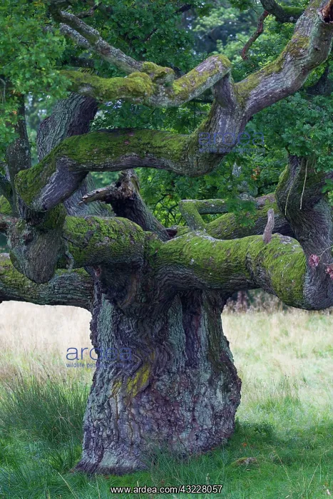 : English Oak  /  Pendulate Oak old tree