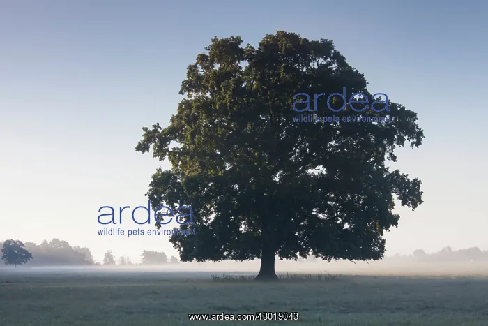 : English Oak / Pendulate Oak old tree in morning mist : English Oak / Pendulate Oak old tree in morning mist