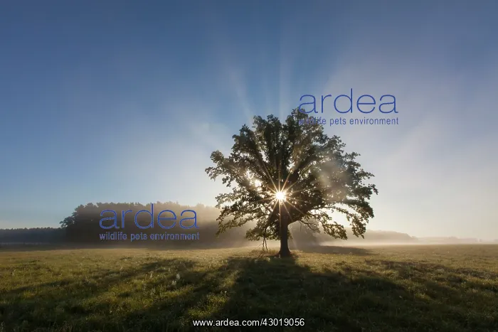 : English Oak / Pendulate Oak old tree in morning mist : English Oak / Pendulate Oak old tree in morning mist