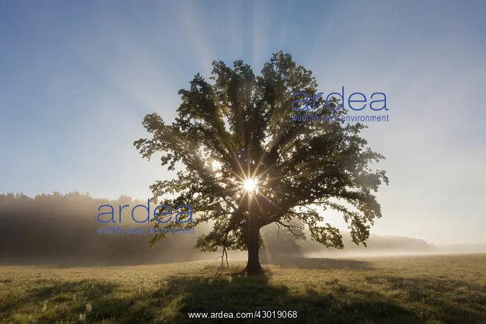 : English Oak / Pendulate Oak old tree in morning mist : English Oak / Pendulate Oak old tree in morning mist