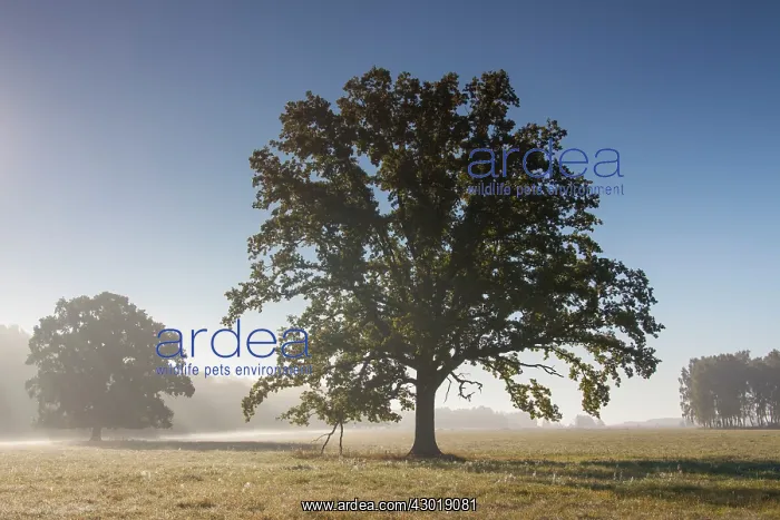  : English Oak  /  Pendulate Oak old tree in morning mist