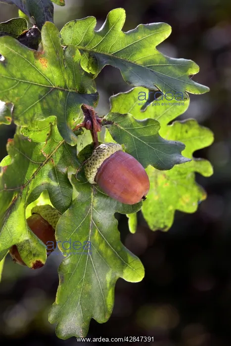 : English Oak / Pendunculate Oak - acorns : English Oak / Pendunculate Oak - acorns