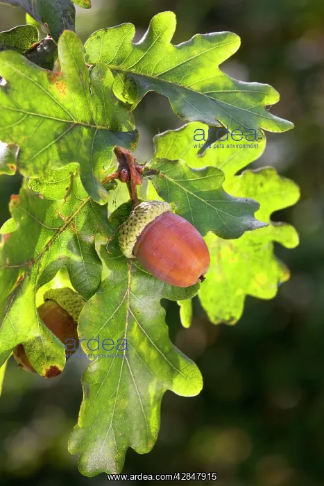 : English Oak or Pendunculate Oak acorns : English Oak or Pendunculate Oak acorns