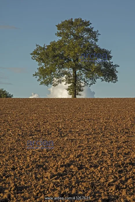 : English oak, Quercus robur, Herefordshire, England : English oak, Quercus robur, Herefordshire, England