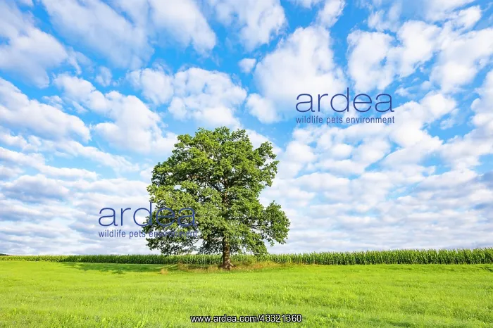 : English oak (Quercus robur), solitary, standing : English oak (Quercus robur), solitary, standing