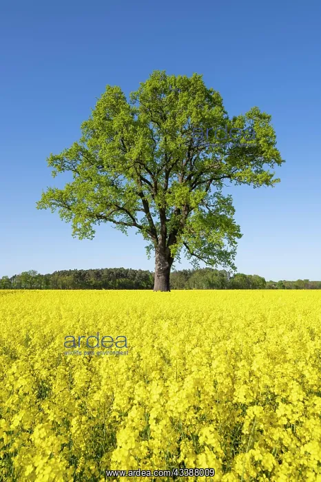 : English oak (Quercus robur), solitary standing next : English oak (Quercus robur), solitary standing next