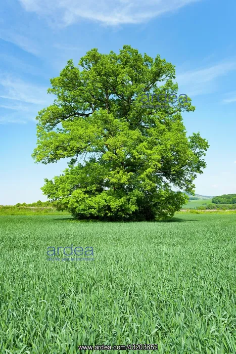  : English oak (Quercus robur), solitary tree, standing
