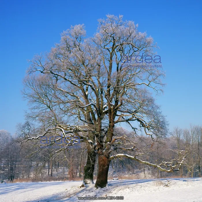: English OAK - in snow : English OAK - in snow