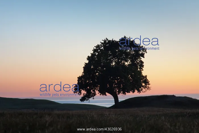 : English Oak solitary tree, summer Skane, Sweden : English Oak solitary tree, summer Skane, Sweden