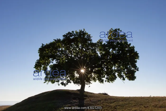 : English Oak solitary tree, summer Skane, Sweden : English Oak solitary tree, summer Skane, Sweden