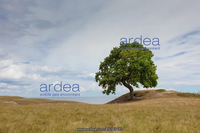  : English Oak solitary tree, summer Skane, Sweden
