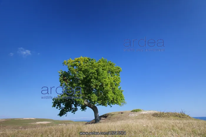 : English Oak solitary tree, summer Skane, Sweden : English Oak solitary tree, summer Skane, Sweden