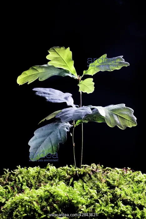 : English Oak Tree : English Oak Tree