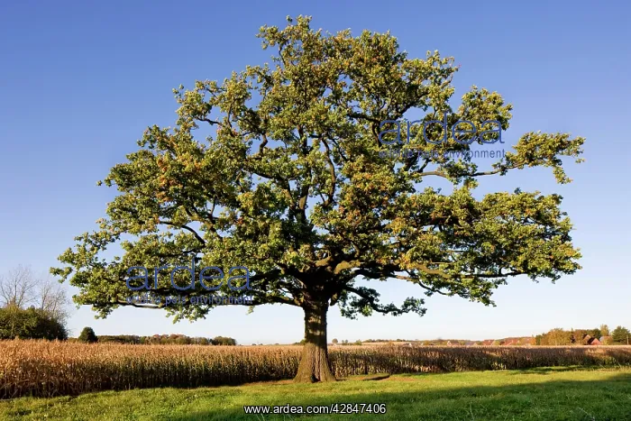 : English Oak Tree : English Oak Tree