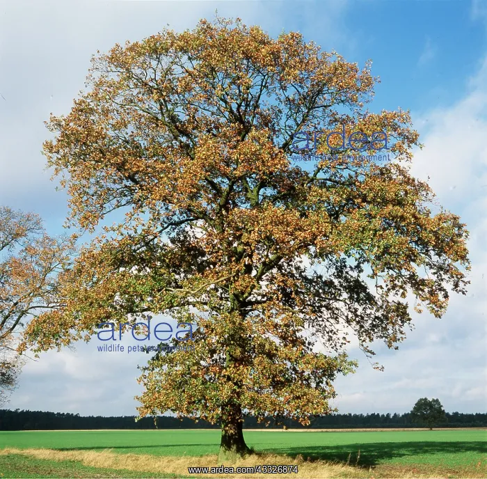 : English Oak Tree : English Oak Tree