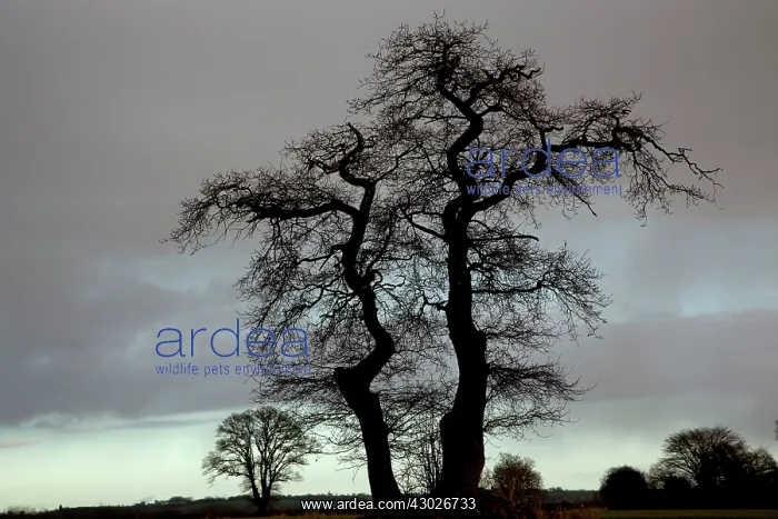  : English Oak Tree Herefordshire, England