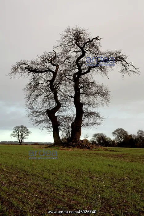  : English Oak Tree Herefordshire, England