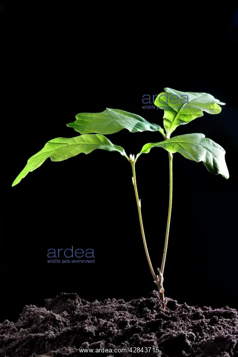  : English Oak Tree - young growth