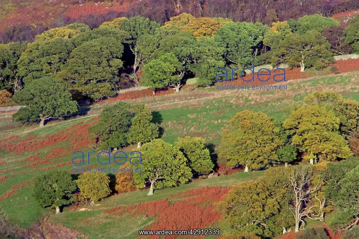 : English Oak Trees - on moorland edge, in autumn : English Oak Trees - on moorland edge, in autumn