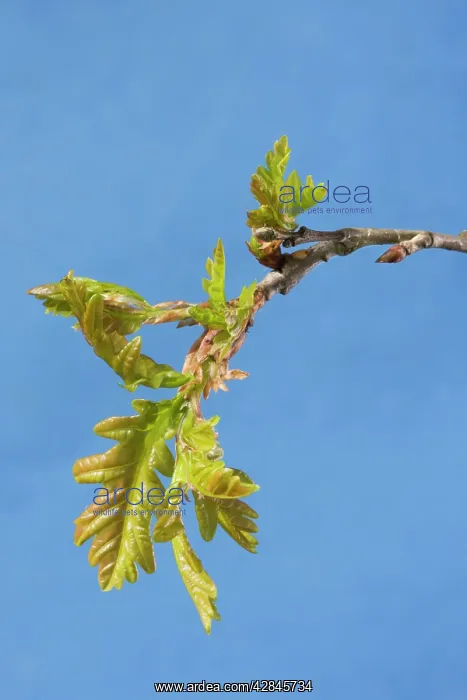 : English / Pedunculate Oak - leaves : English / Pedunculate Oak - leaves