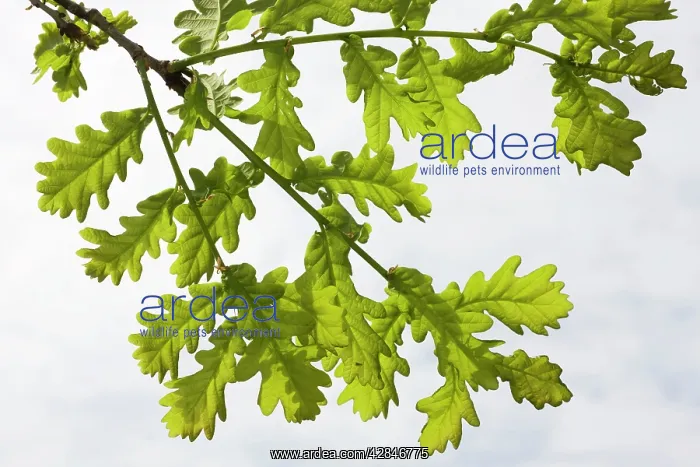  : English  /  Pedunculate Oak - leaves