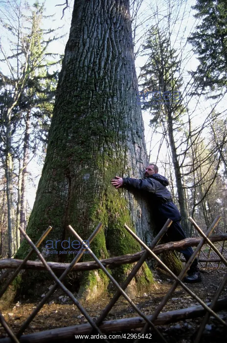 : English / Pedunculate Oak Tree - with man standing : English / Pedunculate Oak Tree - with man standing